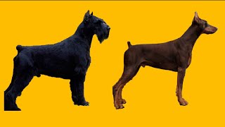 Why I chose a Giant Schnauzer over another Doberman [upl. by Crescen917]