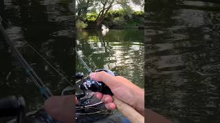 TOPWATER Action mit dem BELLY BOOT teaser [upl. by Bluefield372]