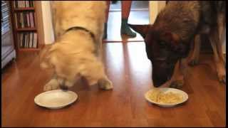 Spaghetti Eating Competition Golden Retriever vs German Shepherd [upl. by Honan]