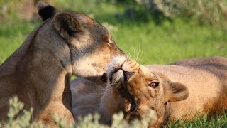 Namibie Etosha Park lions et lionnes [upl. by Wakefield]