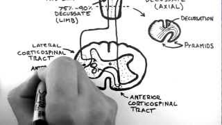 Spinal Pathways 4  Corticospinal Tract [upl. by Lucchesi55]