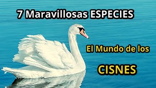 7 Maravillosas Especies de Cisnes  Belleza en Elegantes Aves Acuáticas [upl. by Battiste]