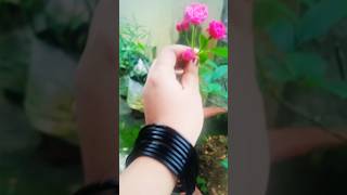 Adipoli best secret fertilizer of rose plant growing and flowering rose flowerLittystephen [upl. by Hoffer113]