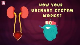 How Your Urinary System Works  The Dr Binocs Show  Best Learning Videos For Kids  Peekaboo Kidz [upl. by Dorca]