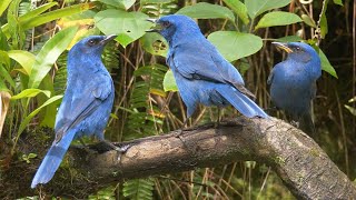 Unicolored Jays in Guatemala [upl. by Vastah104]