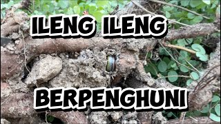 Ileng ileng berpenghuni [upl. by Eanert]