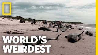 Beached Whales  Worlds Weirdest [upl. by Bertold]