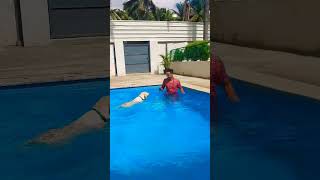 4 month puppy enjoy the swimming pool viral videoshots [upl. by Eillah]