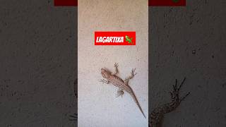 Lagartixa 🦎 na parede [upl. by Donna591]