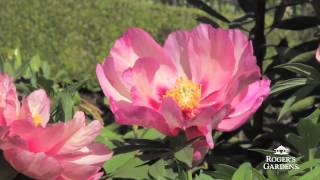 Peonies for Southern California with Nicholas Staddon [upl. by Iams]