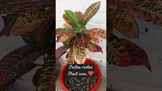 How to care Petra croton plant❤ [upl. by Nyasuh]