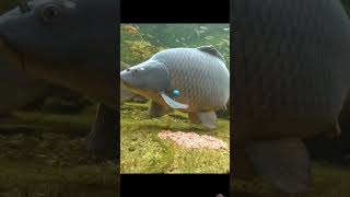 fishing fishsmart carpfishing carp fish fishinglife ocean goldfishtank oscarfish [upl. by Veronika]