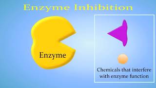 Enzyme Inhibition Competitive vs NonCompetitiveAllosteric [upl. by Lirba]