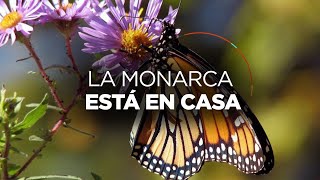 Santuario Sierra Chincua en Angangueo hogar de la mariposa monarca en Michoacán [upl. by Sajovich14]