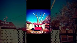 Windy The Willow Growing Thru The Seasons fyp willowtree growth indiemusic my originalsong [upl. by Aralomo]