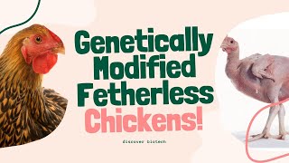 Bald Chickens  Genetically modified featherless chickens reducing plucking and more heattolerant [upl. by Lesab]