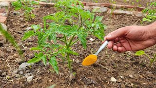 Healthy Tomato amp Pepper Plants GUARANTEED Add THIS for Strong Growth [upl. by Ananna]