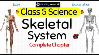 Class 5 Science Skeletal System [upl. by Aelhsa]