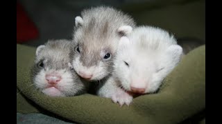 Baby ferret kits 4 weeks eating rabbit [upl. by Friedberg]