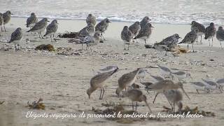 Baie de Goulven sauvage  Migration des limicoles [upl. by Pedro]