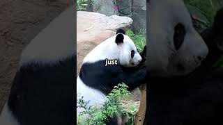 Giant Panda Rocks Out by the Lake [upl. by Kolk]