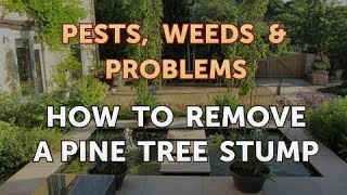 How to Remove a Pine Tree Stump [upl. by Petes]