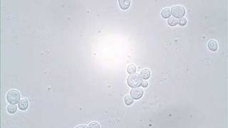 Budding and Shmooing  Yeast Reproduction [upl. by Ellerahc]