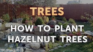 How to Plant Hazelnut Trees [upl. by Earehs]