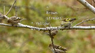 Suddenly Siskins  Fleeting Flock of Pine Siskins [upl. by Sanalda]