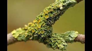 LICHENS  Amazing association between Algae and Fungi  Malayalam BSc Botany Botanical Beats [upl. by Ahsirat510]