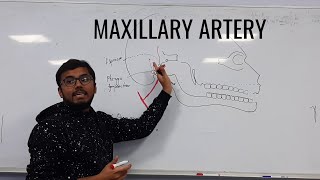 Maxillary artery [upl. by Atekehs195]