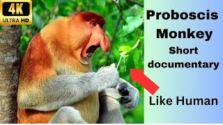 A short documentary about Proboscis Monkeys [upl. by Disharoon]