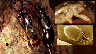 Earwig Forficula auricularia and its mite Histiostoma polypori [upl. by Radford610]