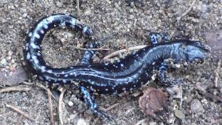 Bluespotted Salamander Ambystomatidae Ambystoma laterale on Sand [upl. by Nylevol]