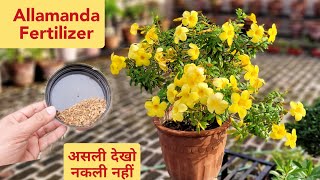 इस जादूई चीज़ से Allamanda Care का पौधा ढेरो फूलो से भरा रहेगा Allamanda fertilizer for more flowers [upl. by Andromeda]