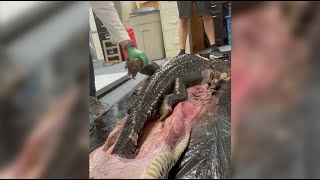 5Foot Gator SWALLOWED by 18Foot Burmese Python in Florida Everglades  NBC 6 News [upl. by Judah]