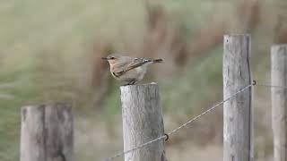 IzabeltapuitIsabelline Wheatear Texel The Netherlands 04112023 [upl. by Salguod]