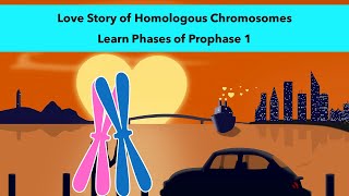 Stages of Prophase 1 of Meiosis with a visual mnemonic [upl. by Arrat]