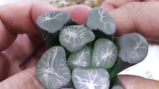 【多肉植物】万象オーロラ根差し繁殖ハオルチア！Haworthia maughanii Aurora root spreading breeding succulents ビザールプランツ [upl. by Ennahtur]