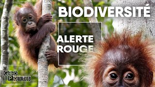 Biodiversité lextinction de masse  Géopolitis [upl. by Nyrrad520]