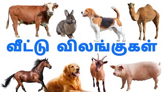 வீட்டு விலங்குகள்  Domestic animals  domestic animals in tamil [upl. by Ruthann940]