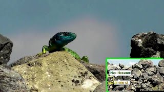 HERMINE et LEZARD VERT en été [upl. by Millie421]