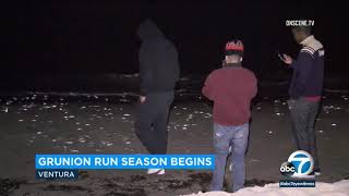 Where to spot annual grunion runs in Southern California  ABC7 [upl. by Riplex]