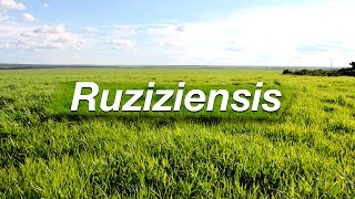 Conheça um pouco mais sobre Brachiaria Ruziziensis  Shunji da Sementes Boi Gordo [upl. by Lenz]