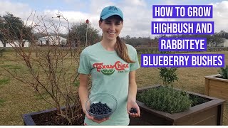 How to Grow Highbush amp Rabbiteye Blueberry Bushes [upl. by Virginia35]