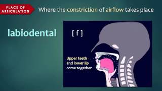 Introduction to Articulatory Phonetics Consonants [upl. by Esereht]