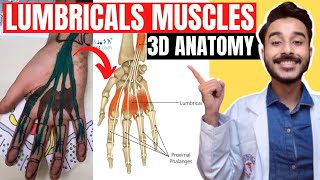 lumbrical muscles of hand anatomy  lumbrical muscle anatomy  lumbrical muscle origin and insertion [upl. by Laks164]