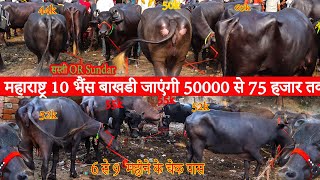 महाराष्ट्र 10 भैंस बाखडी जाएंगी 50000 से 75 हजार तक  10 Murra Buffalo Bhakhri Maharashtra जाएंगी [upl. by Niltiac]