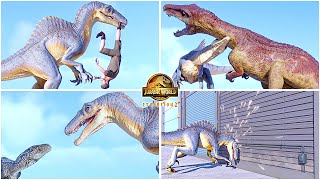 Spinoraptor All Perfect Animations amp Interactions 🦖 Jurassic World Evolution 2 Hybrid Secret Species [upl. by Herschel]