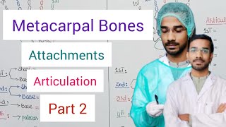 Metacarpal Bones  Attachment Articulation [upl. by Janenna]